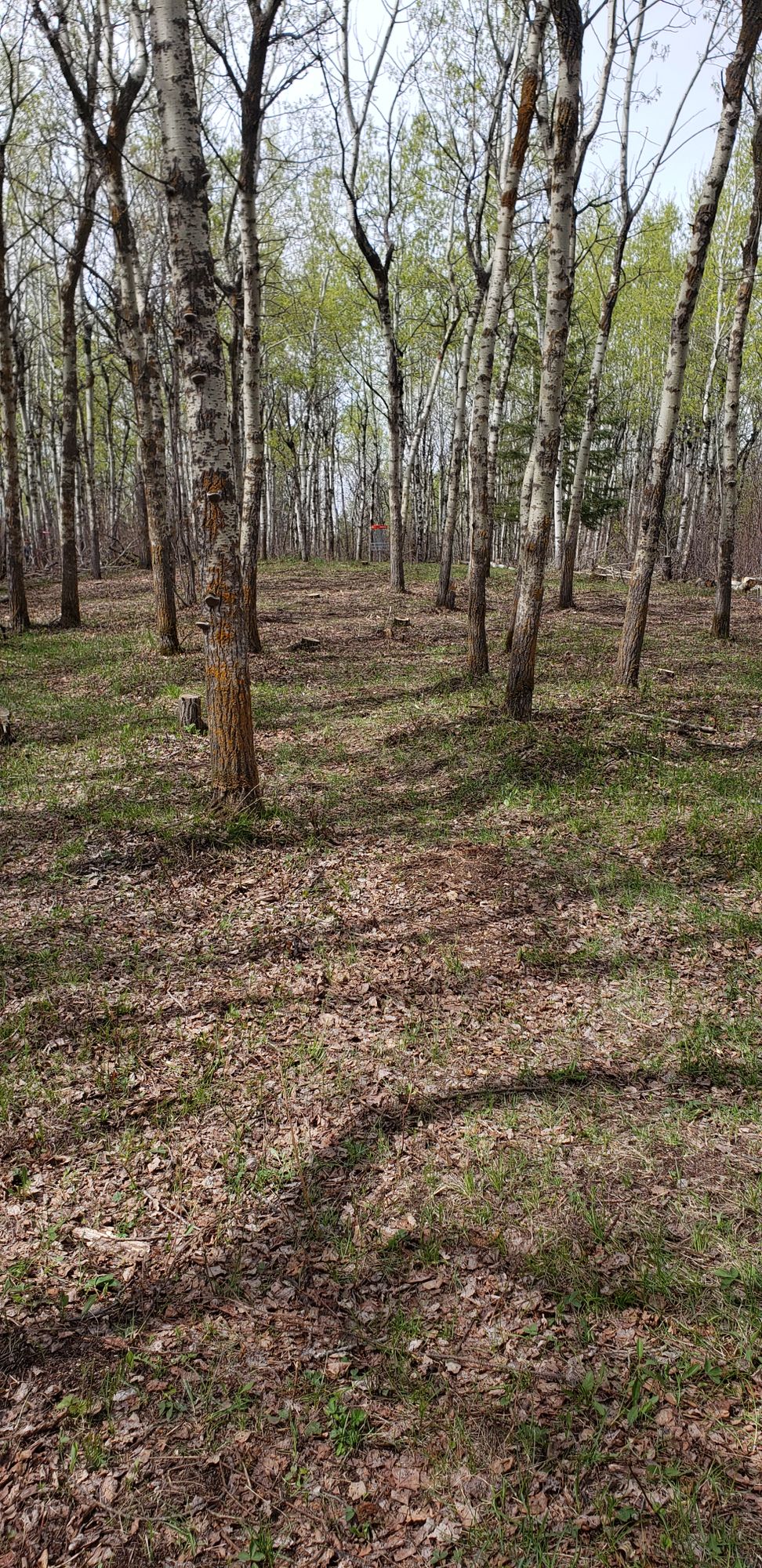 Hole 8 "Plinko" from Red Tee Box