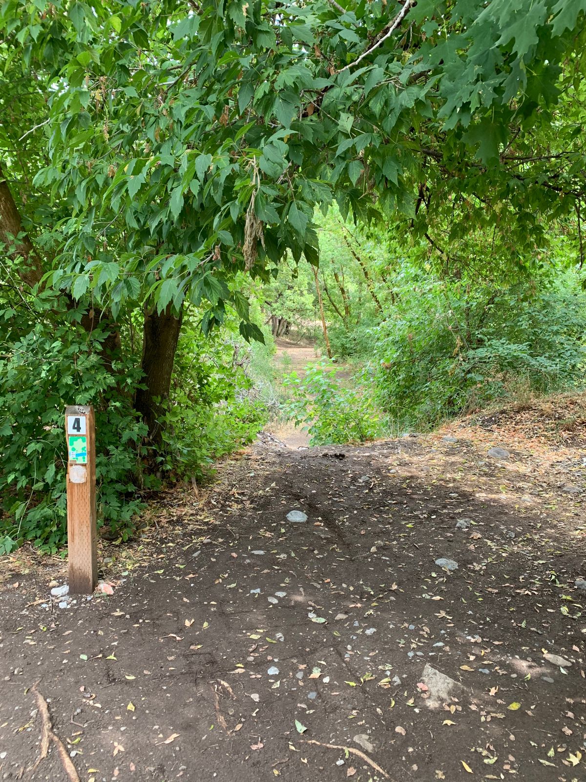 Hole 4 Tee Throwing Across the Creek