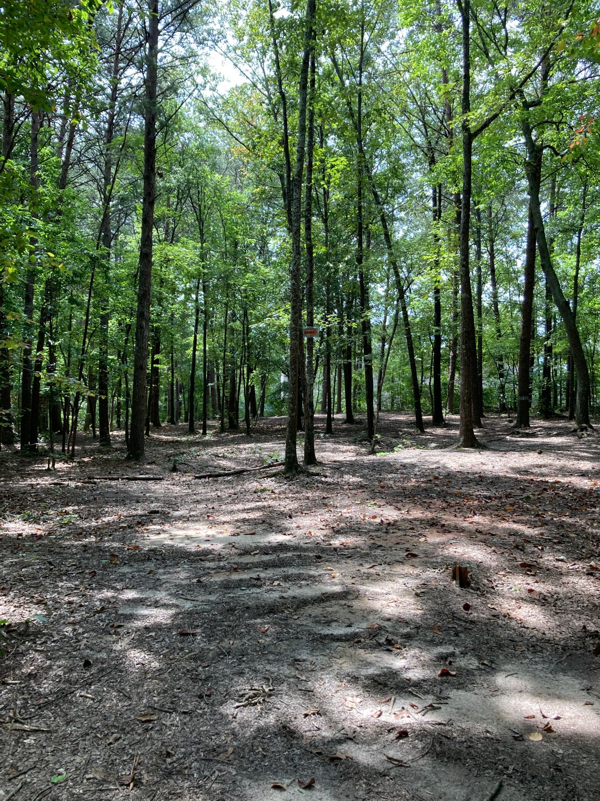 Hole 15 - Mando tree - must got right of it or throw from drop zone with 1 stroke penalty.
