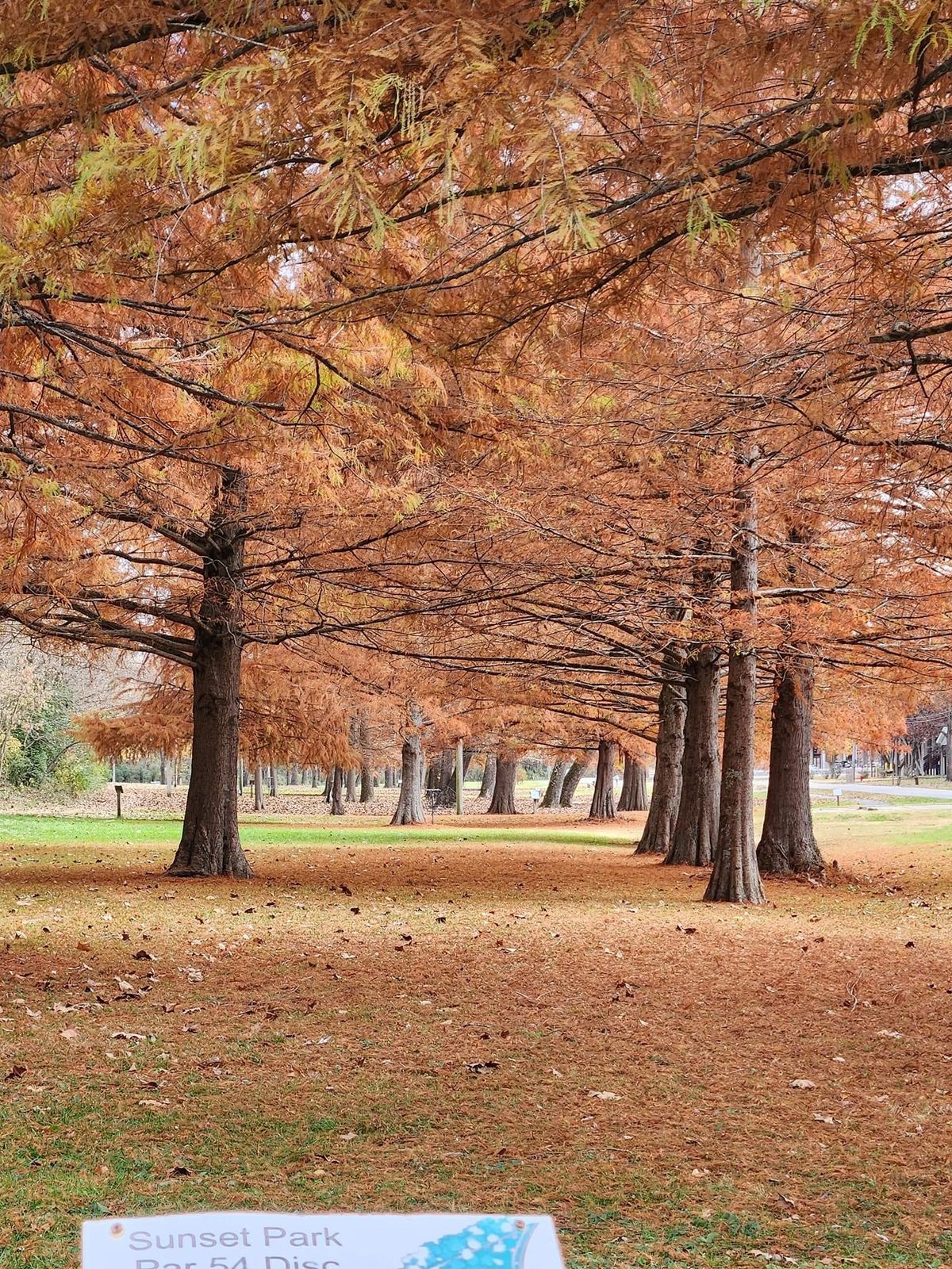 Hole 1 is absolutely beautiful in the fall!