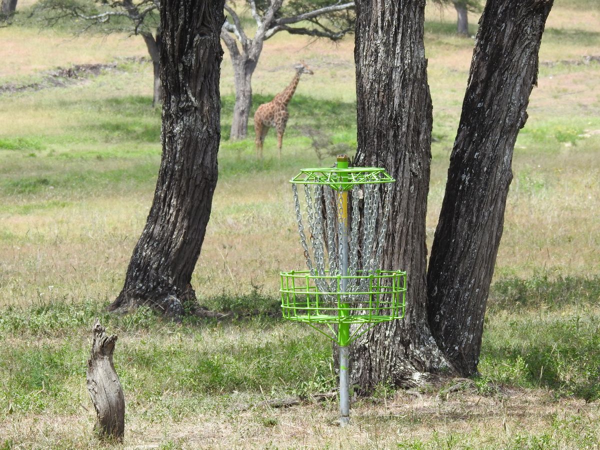 Basket 9 with a distant giraffe