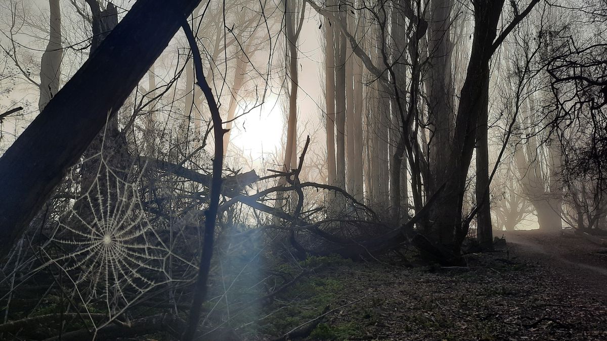 Spooky spider web