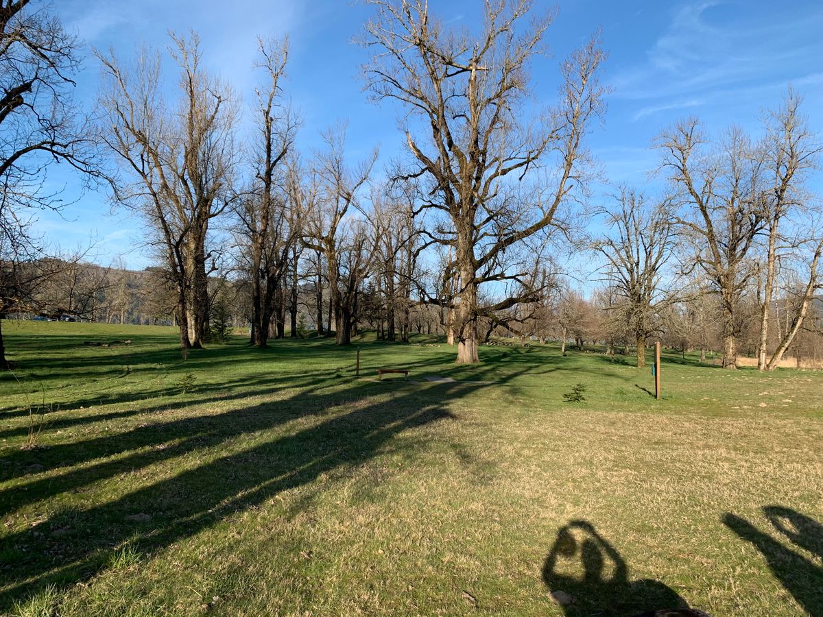 Giant Cottonwoods