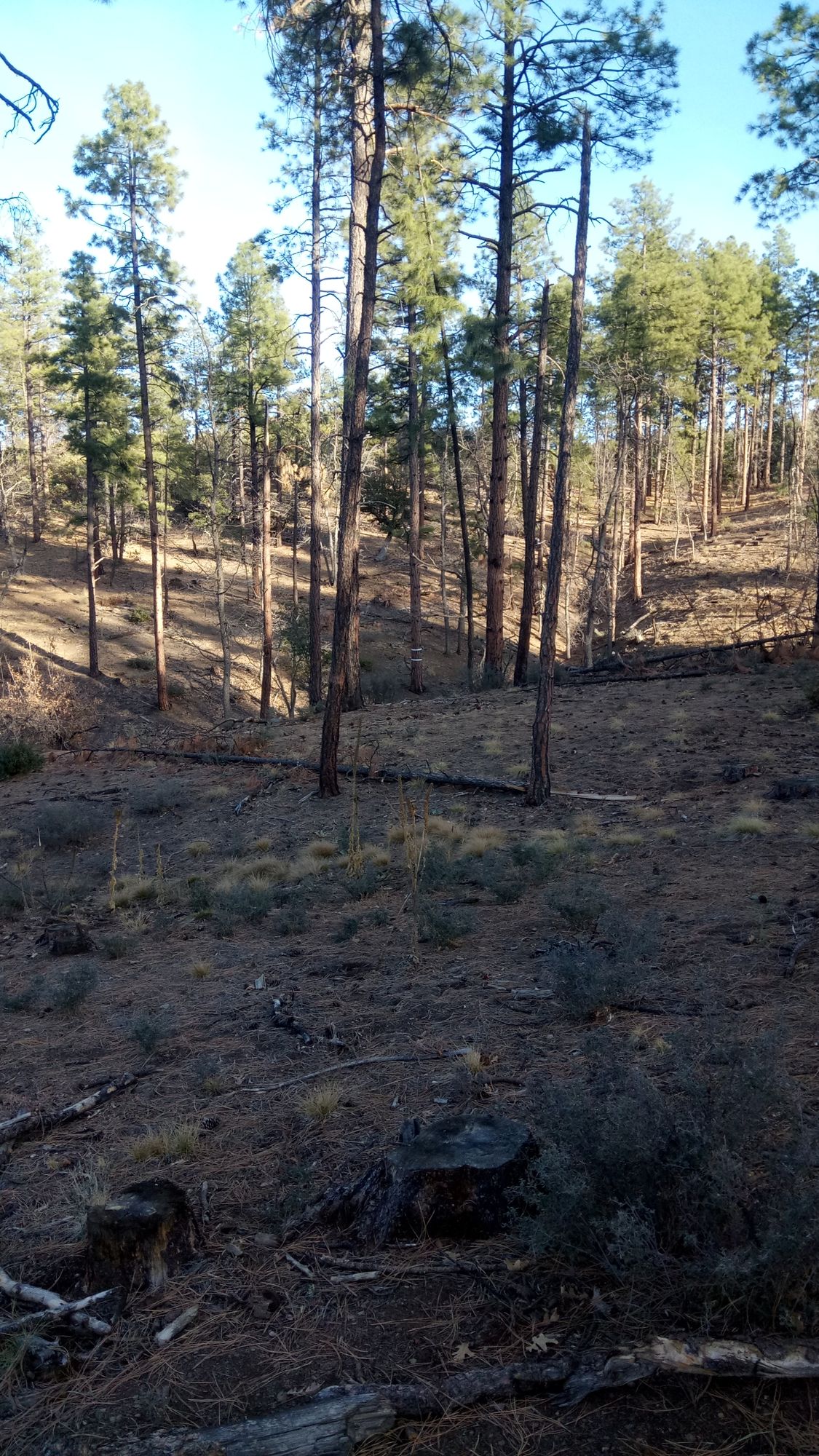 Hole #9 tee (159 ft, plays 153)