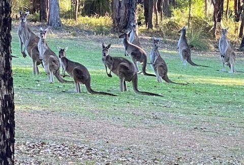 Kangaroos on Faiway