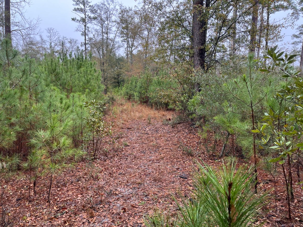 Hole 1 tee