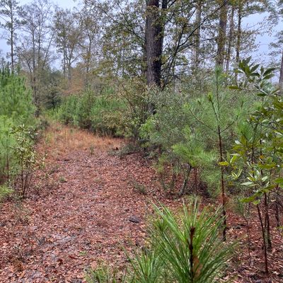 Hole 1 tee