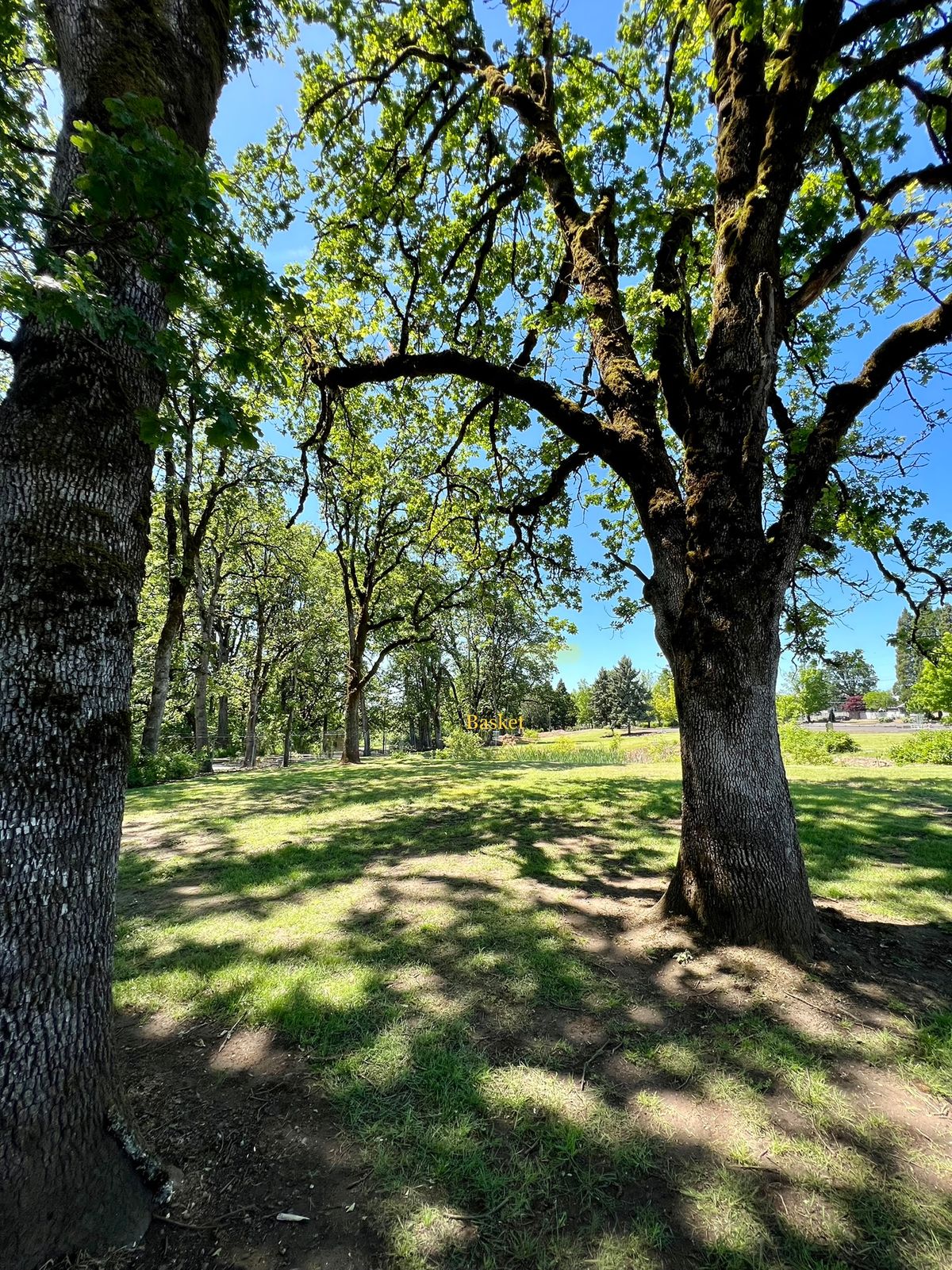 Hole 2 tee between these lovely oaks