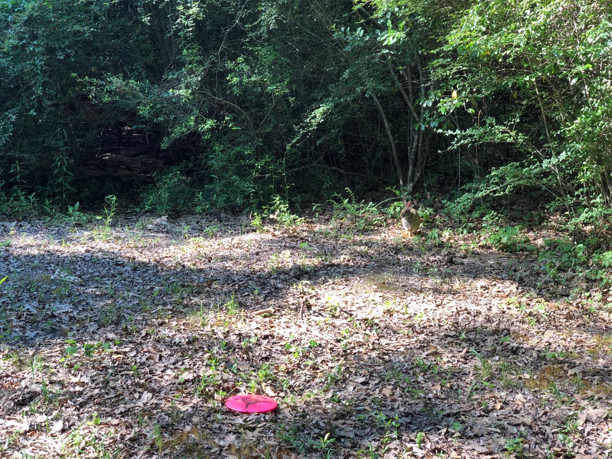 Hole 15