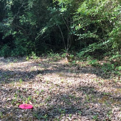 Hole 15
