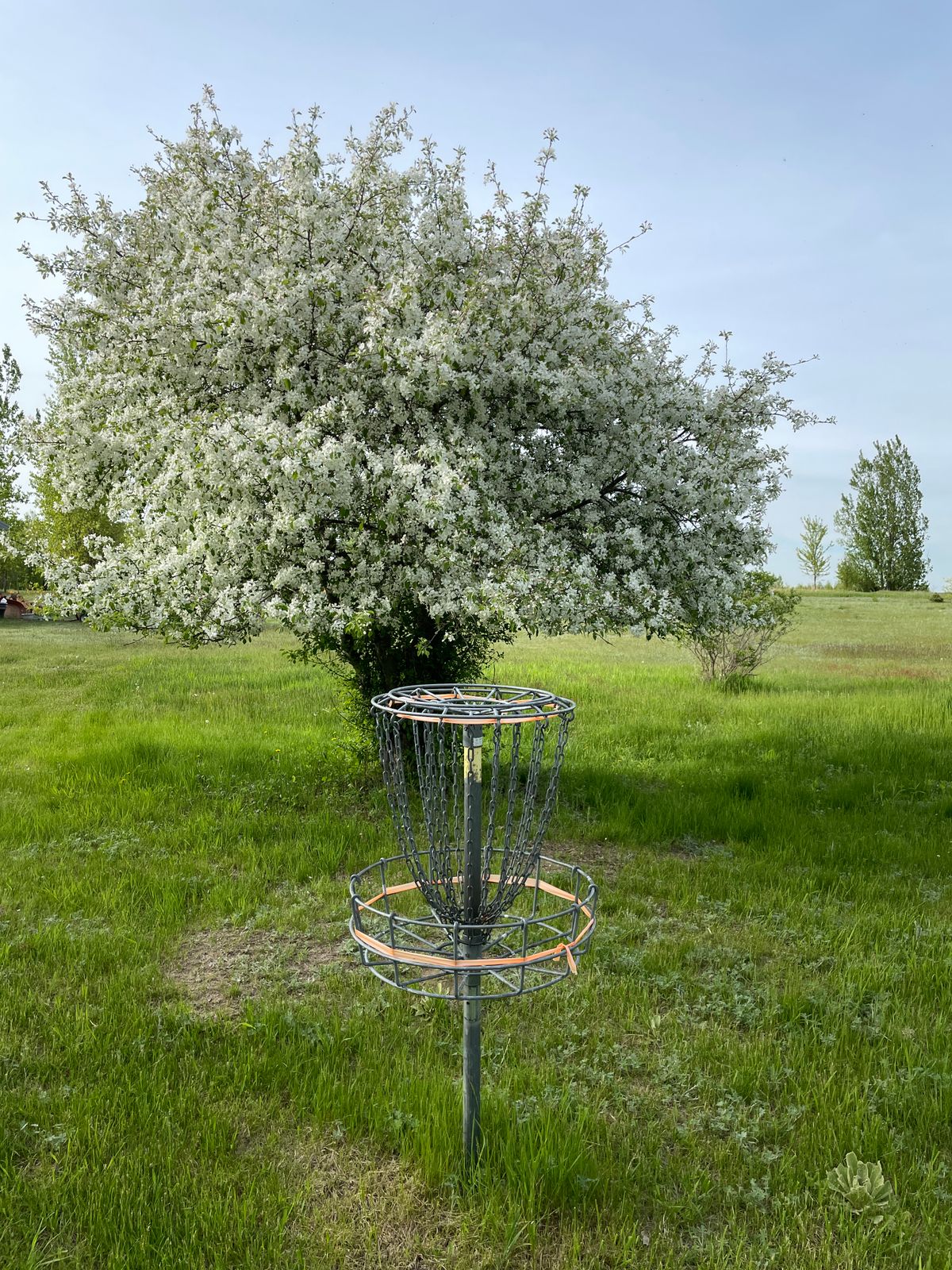 Hole 13, apple tree in full bloom.