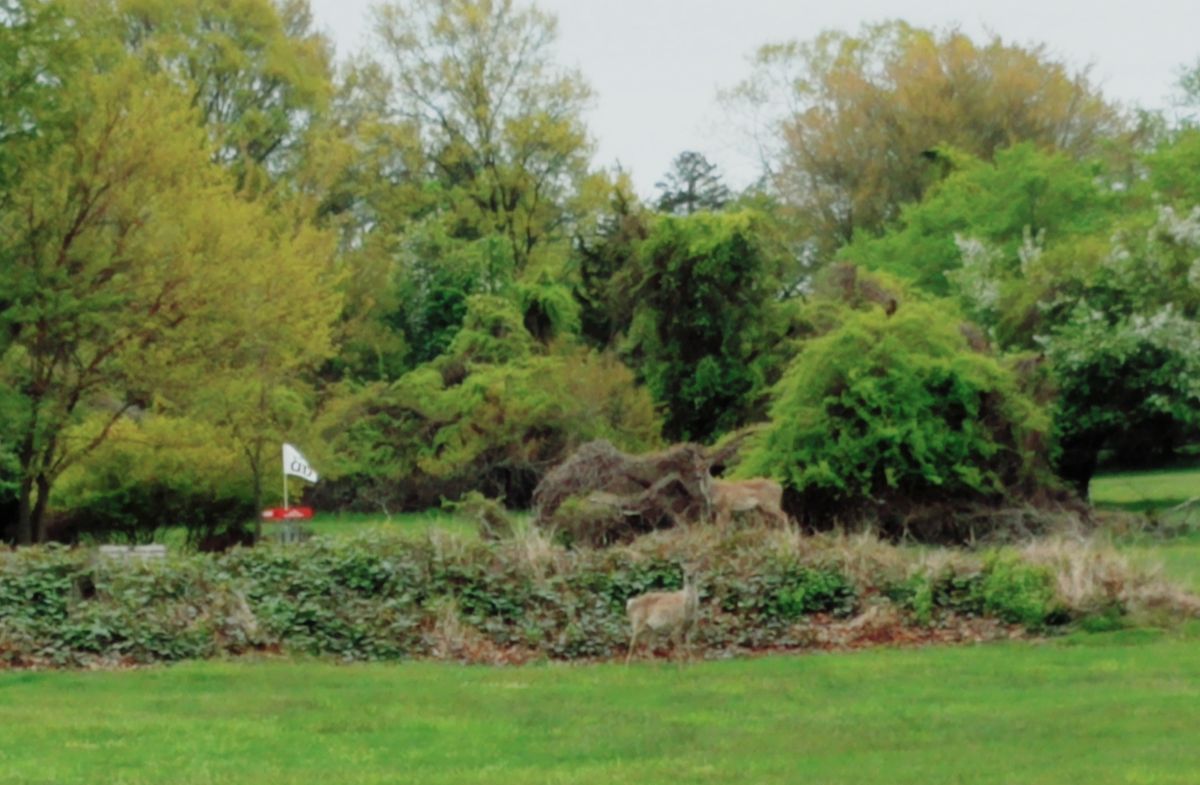 Joe Palaia Park, #11
