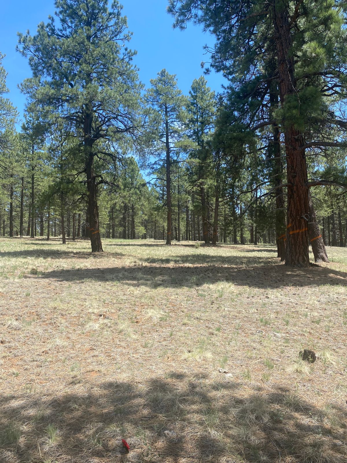 Hole 5. Par 4. Ideal landing zone to right side of fairway