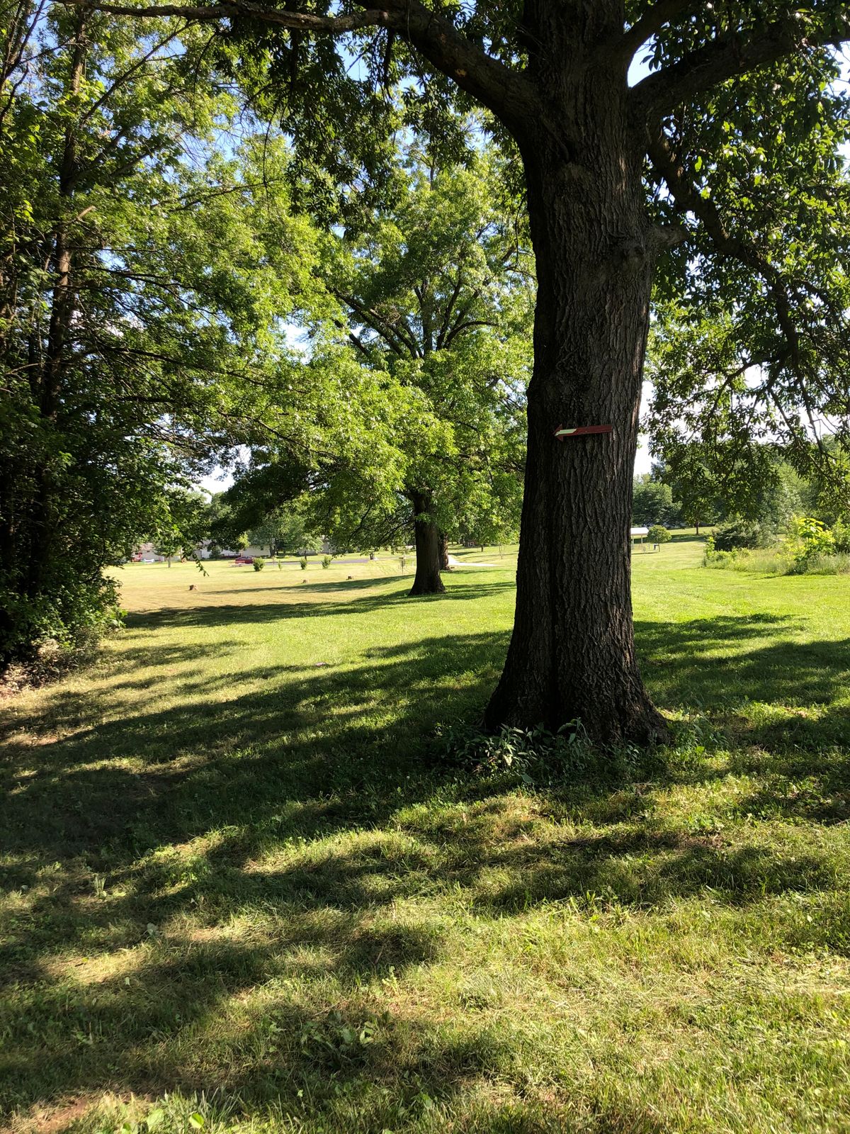 Hole 6 Mando left of tree