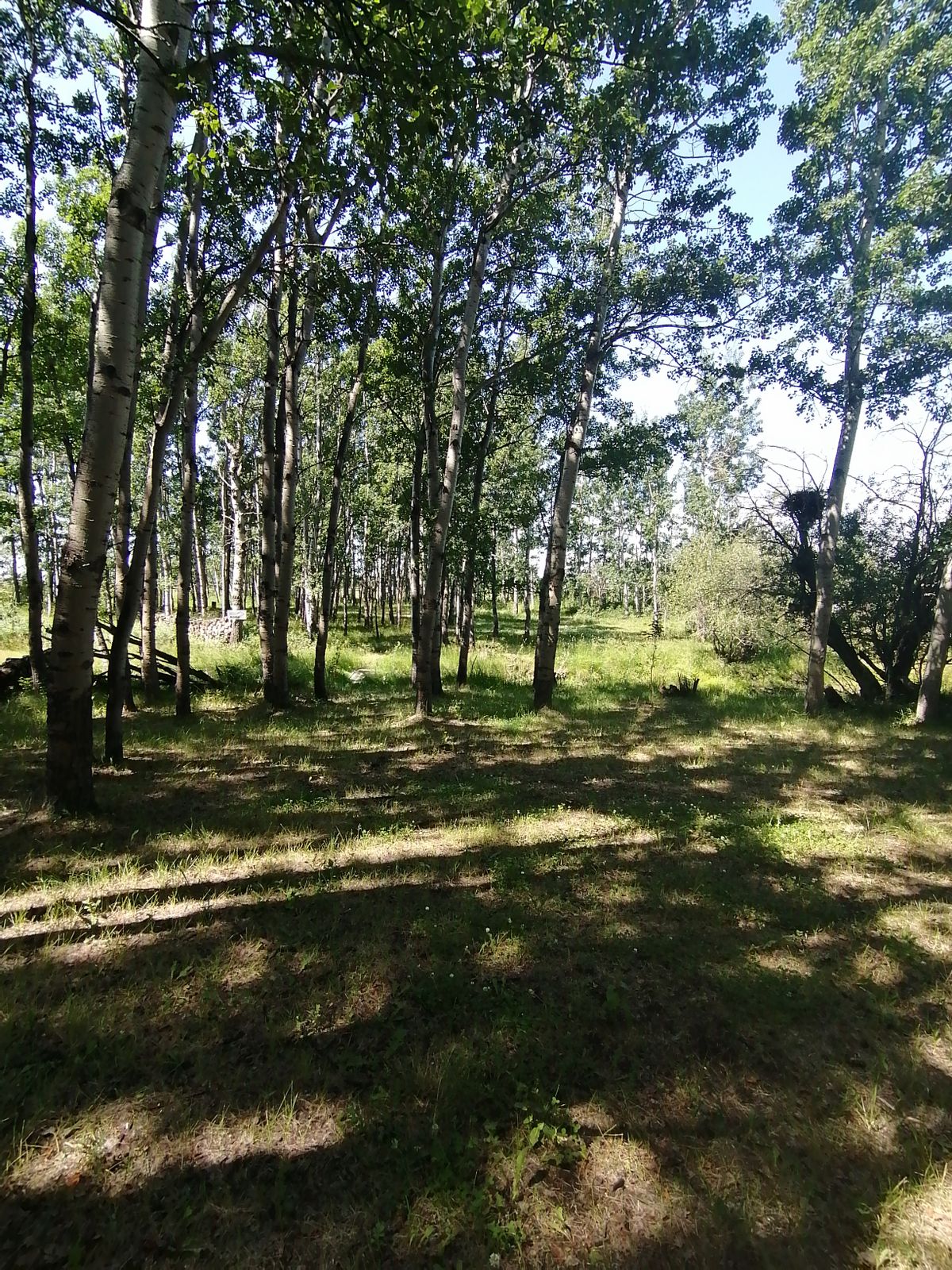 #13 fairway mando tree on the left