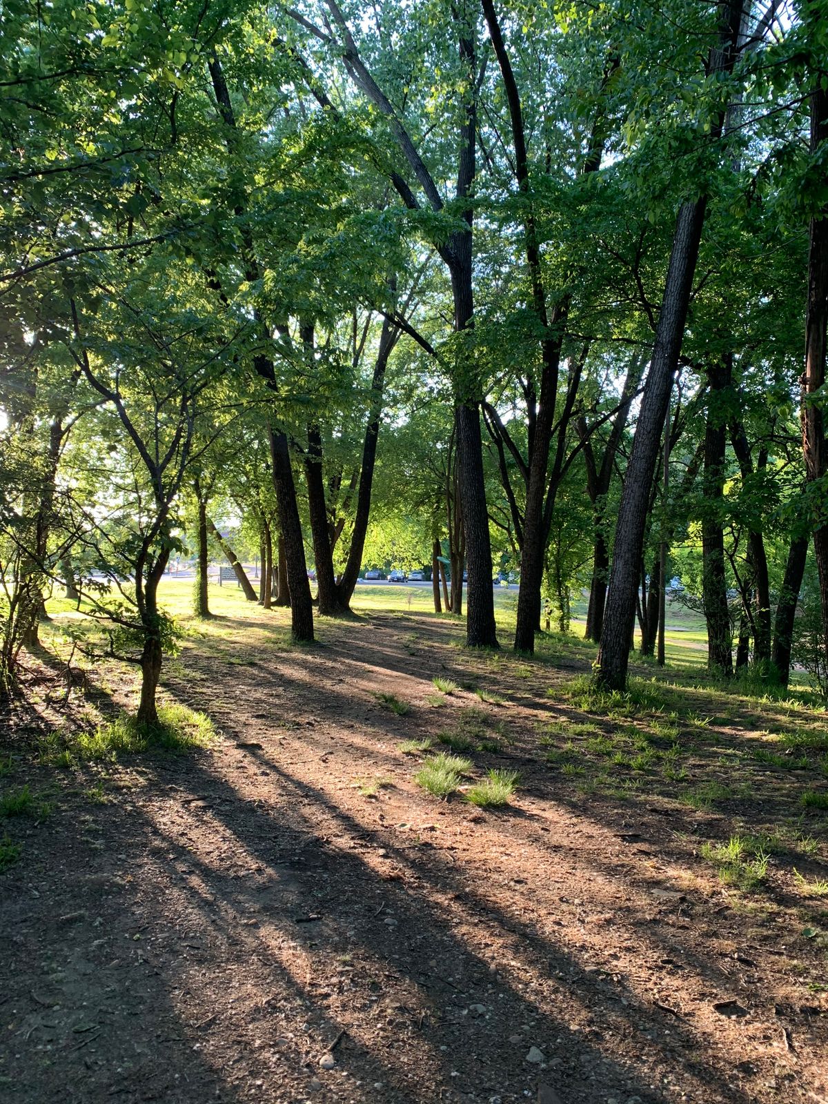 #11 fairway