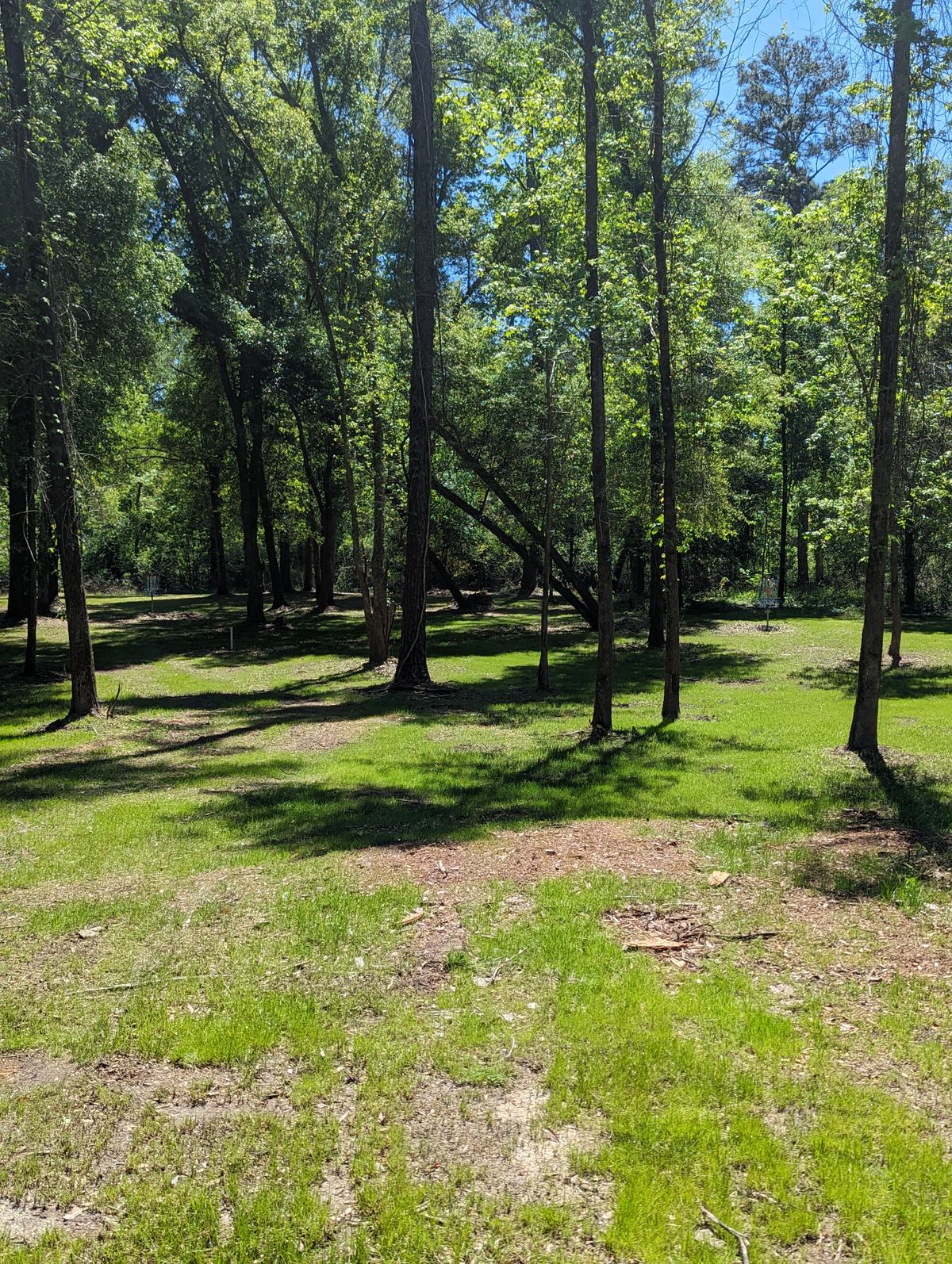 Hole 11 Greens