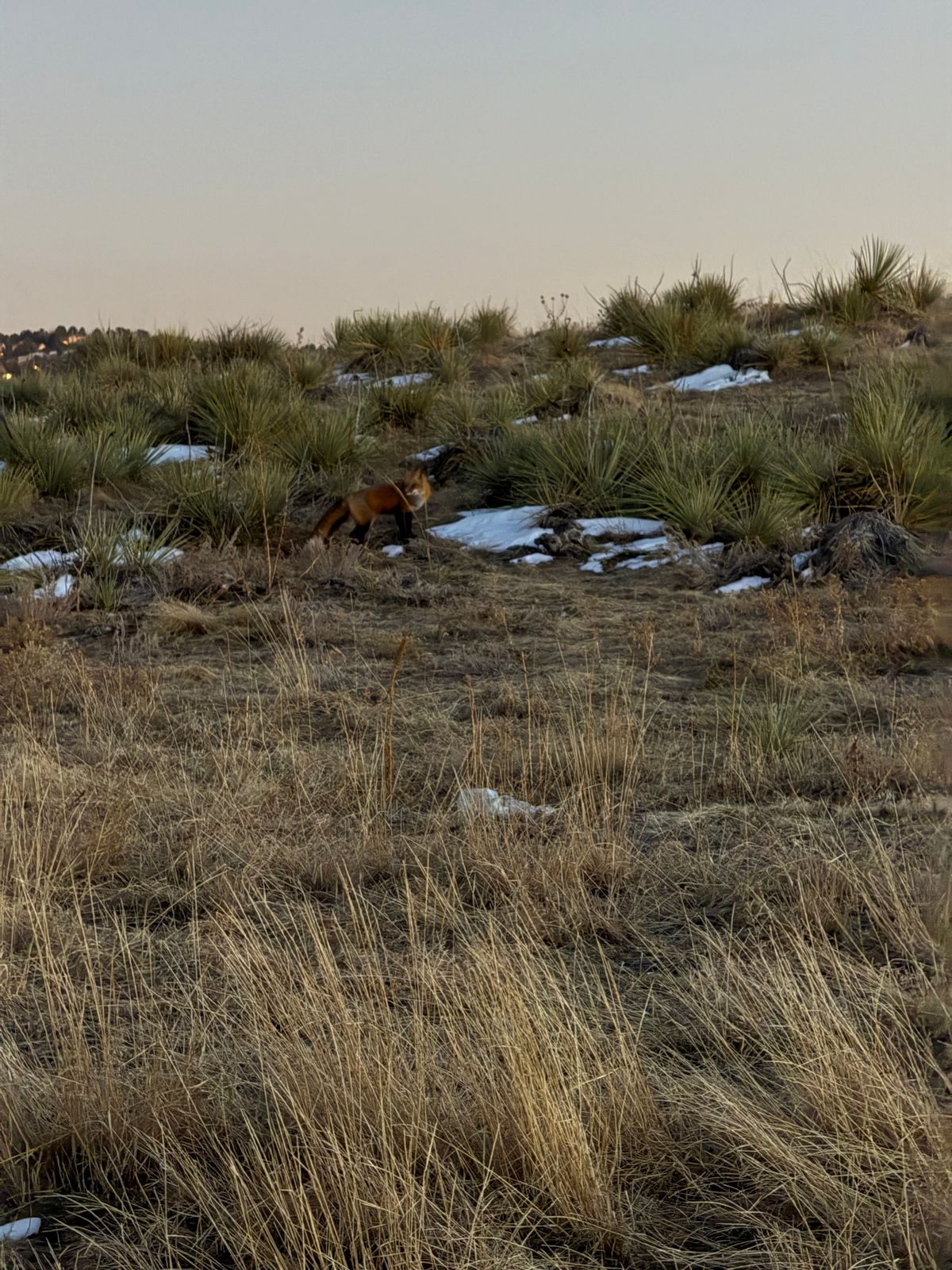 some of the large holes in the ground may be a red fox den, photo from hole 9 looking at hole 1