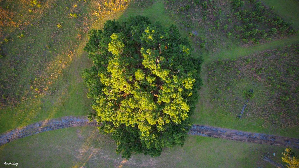 So many beautiful trees out here!