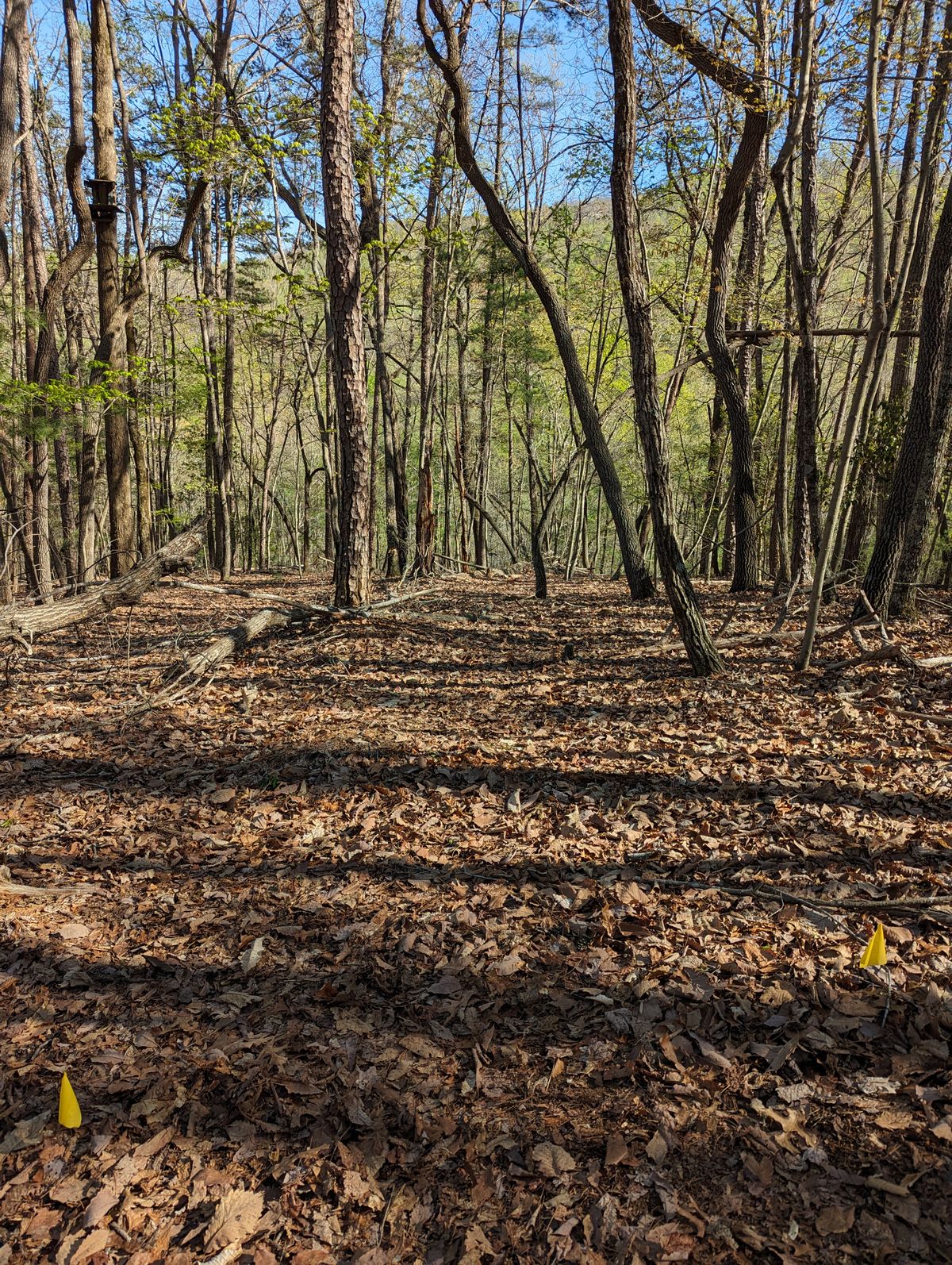 Hole 5 from tee