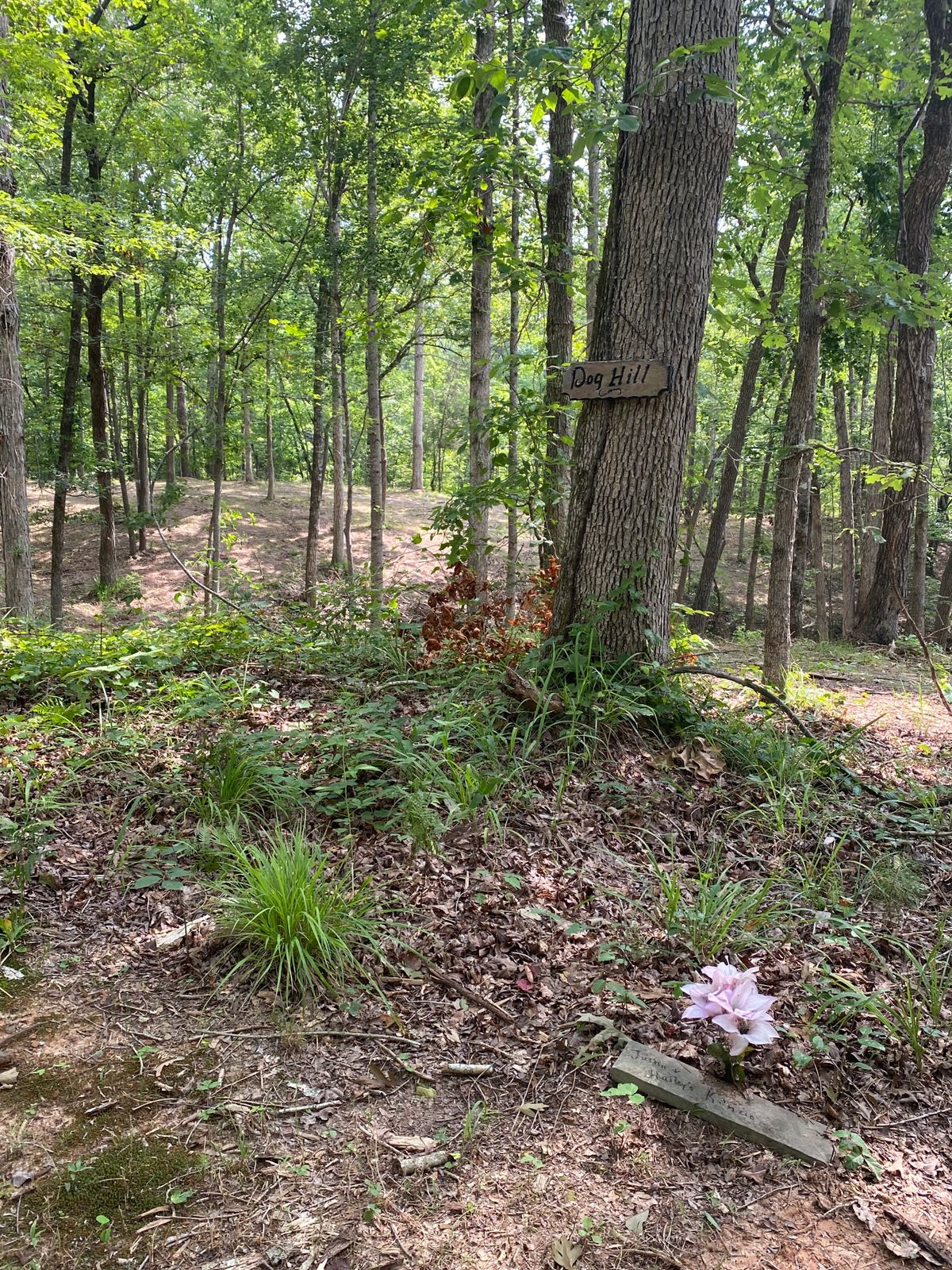 Why it’s called Dog Hill.