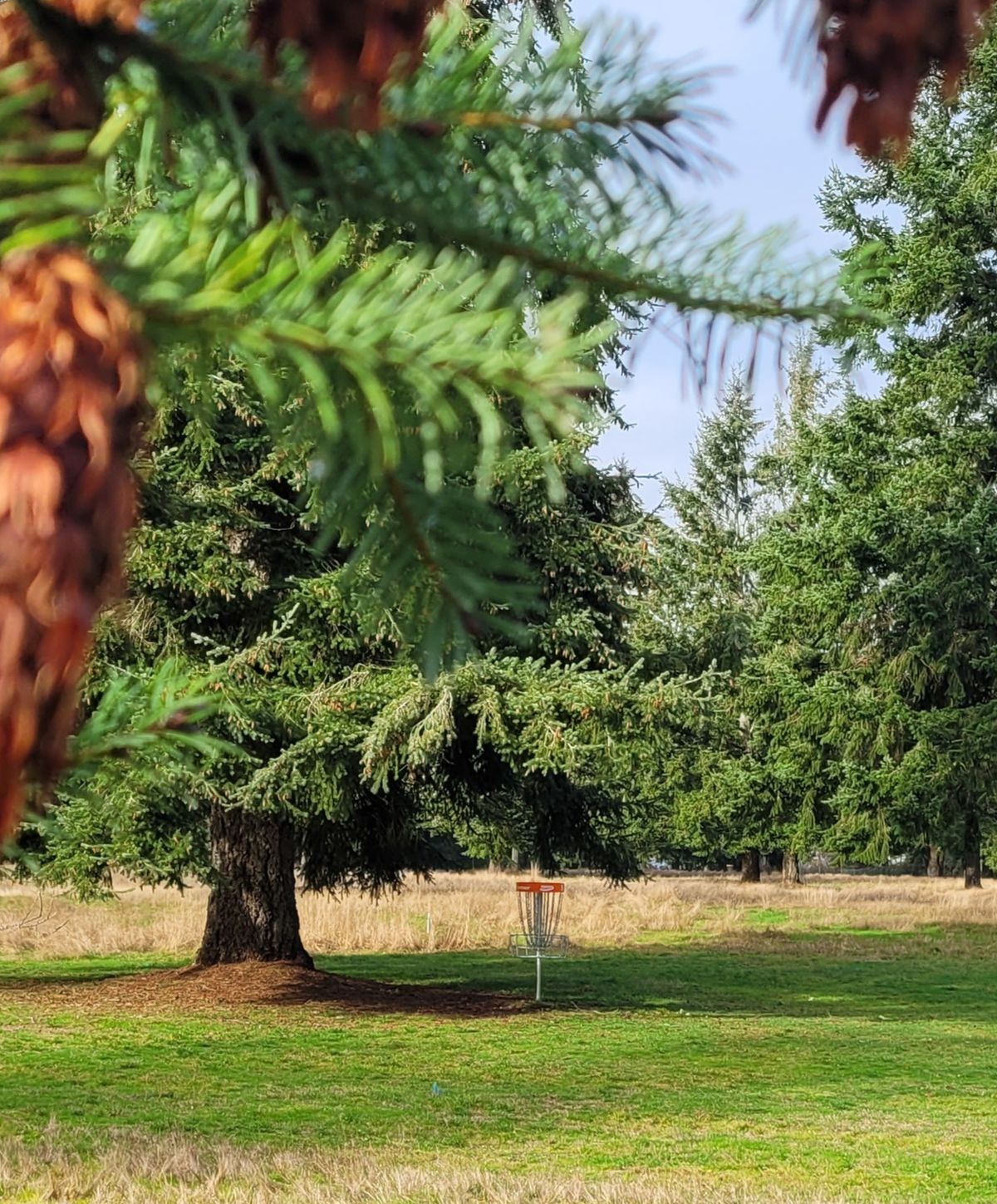 Hole #5 basket