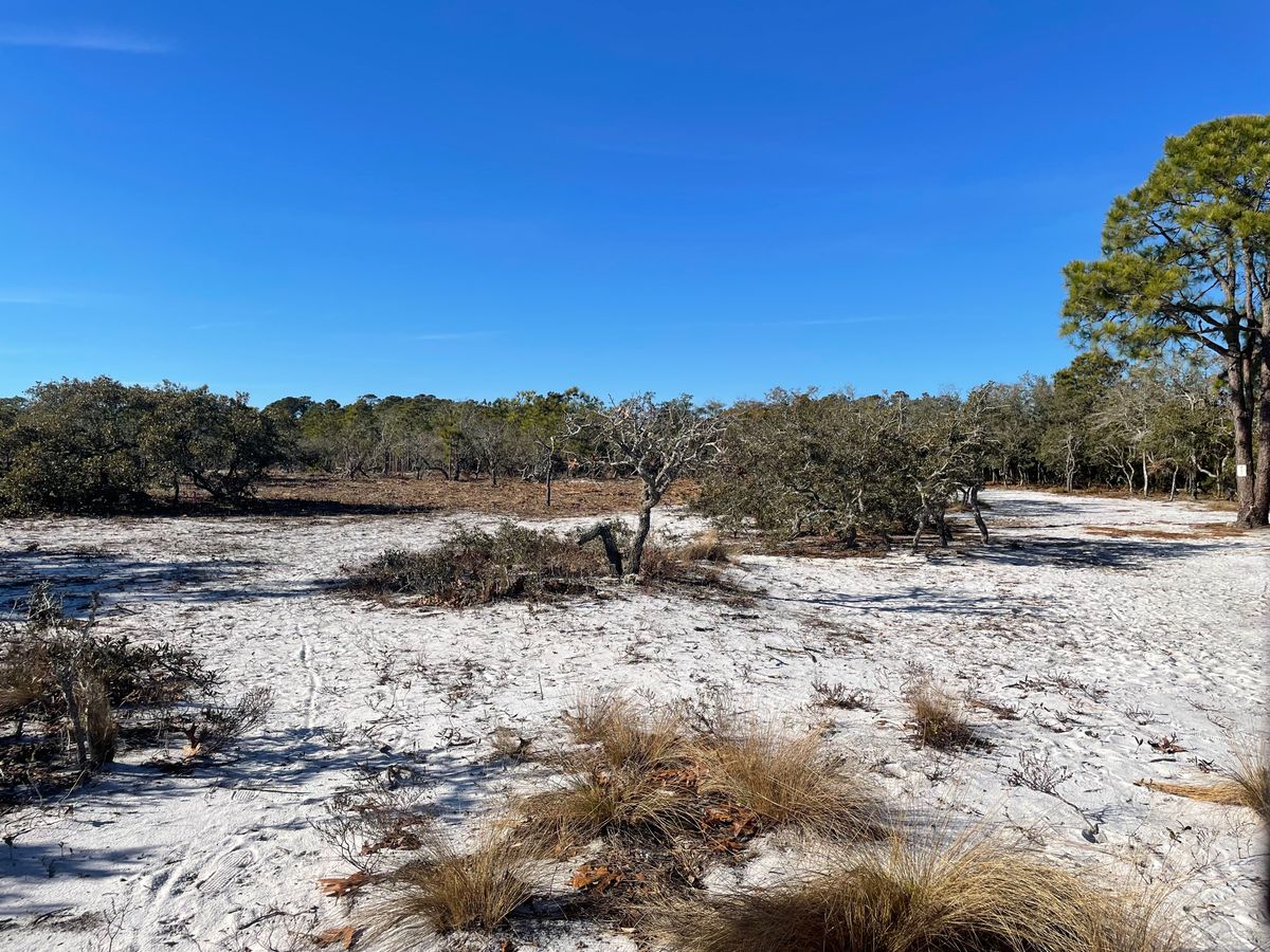 Under brush removed from left side of hole 5