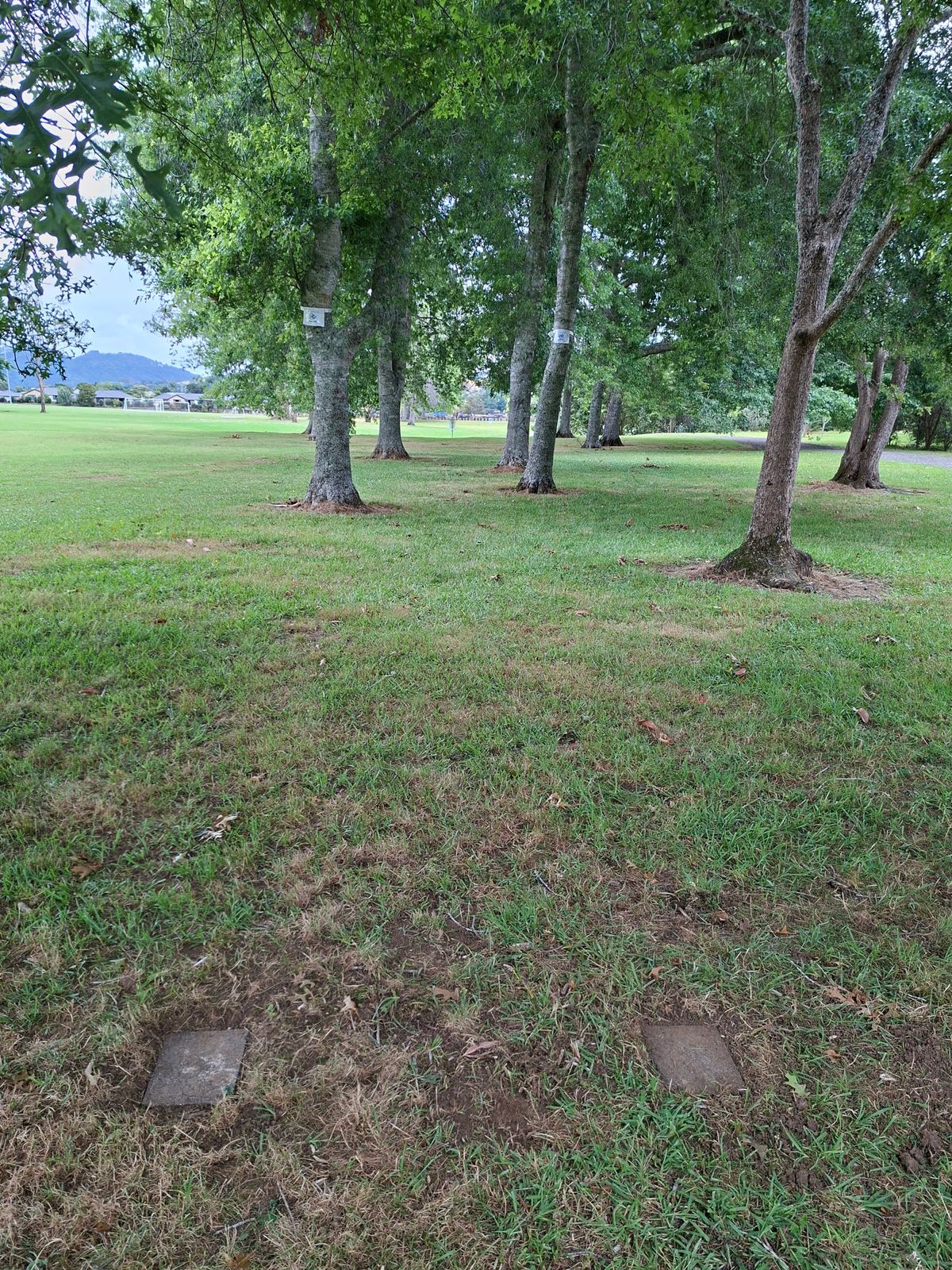 Hole 7 teepad looking down fairway,  mando trees marked. Disc must pass between these trees.