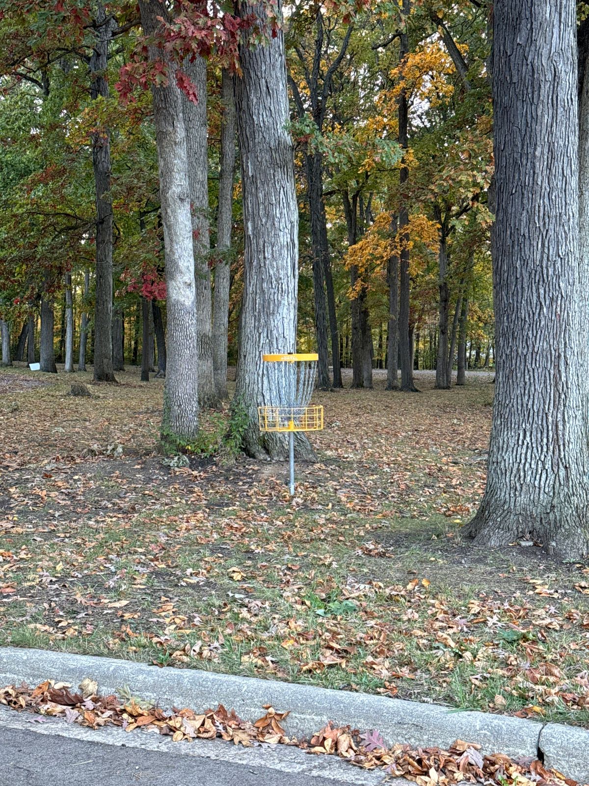 12 Basket (looking back down fairway)