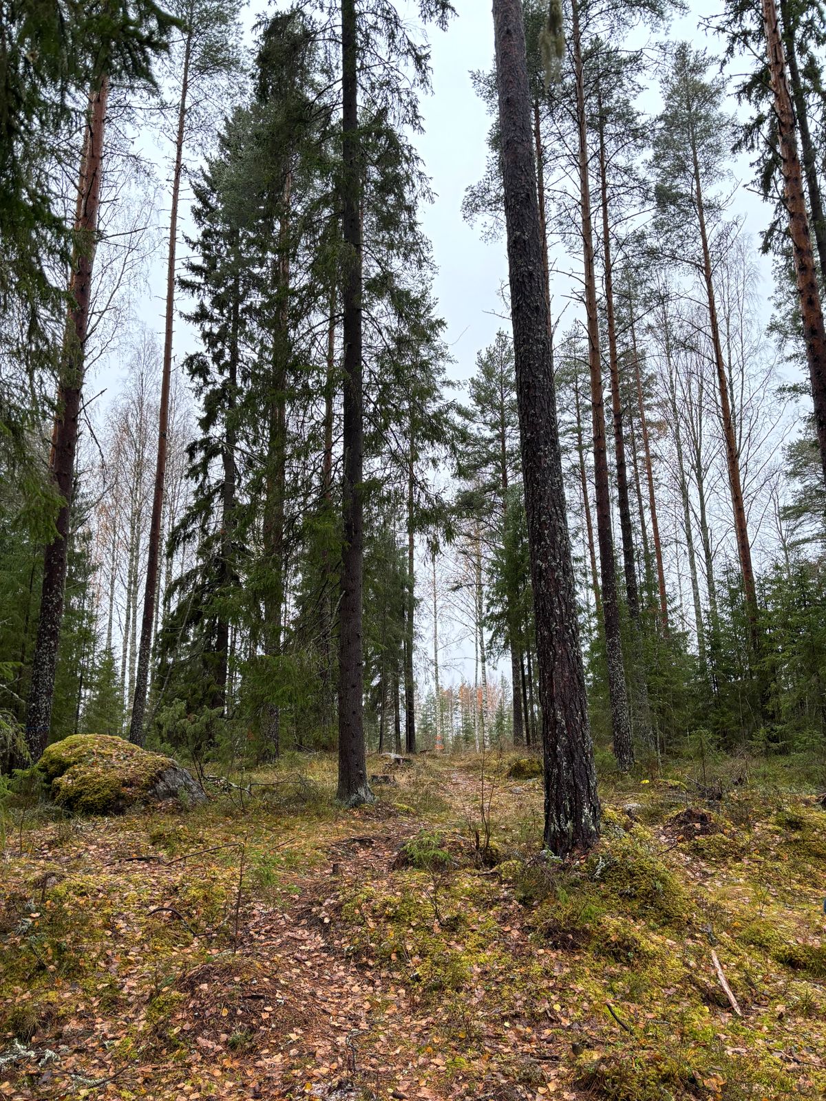 4. Väylä