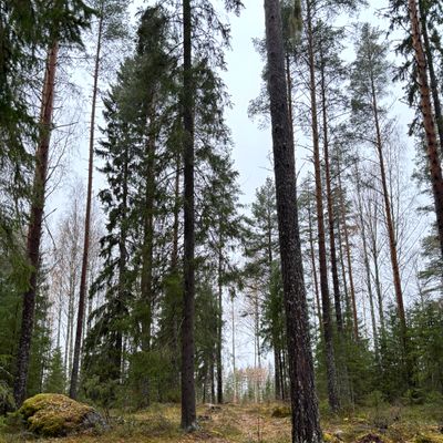 4. Väylä
