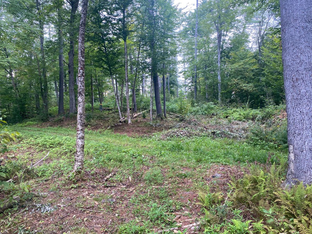 Hole 6 green