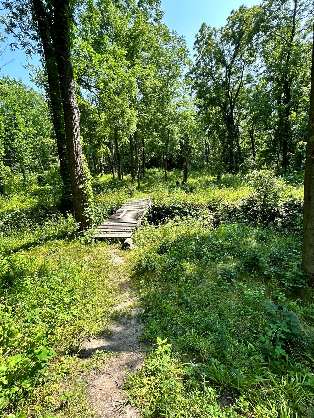 Very overgrown hole 5. Got permission to clean up course. Can hopefully get it cleaned up by septemb