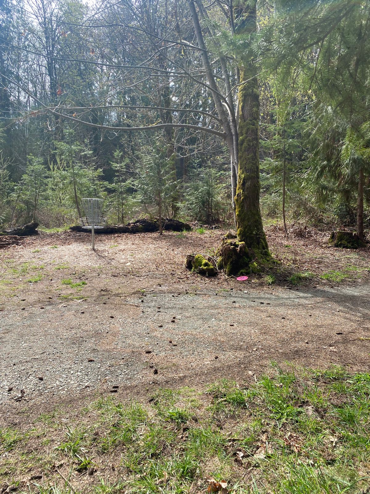 Hole 7 birdie