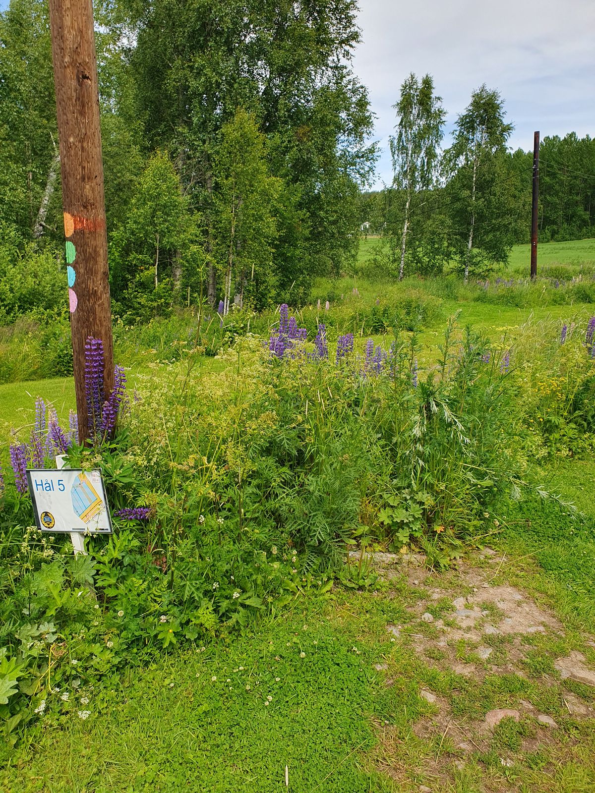 Hål 5