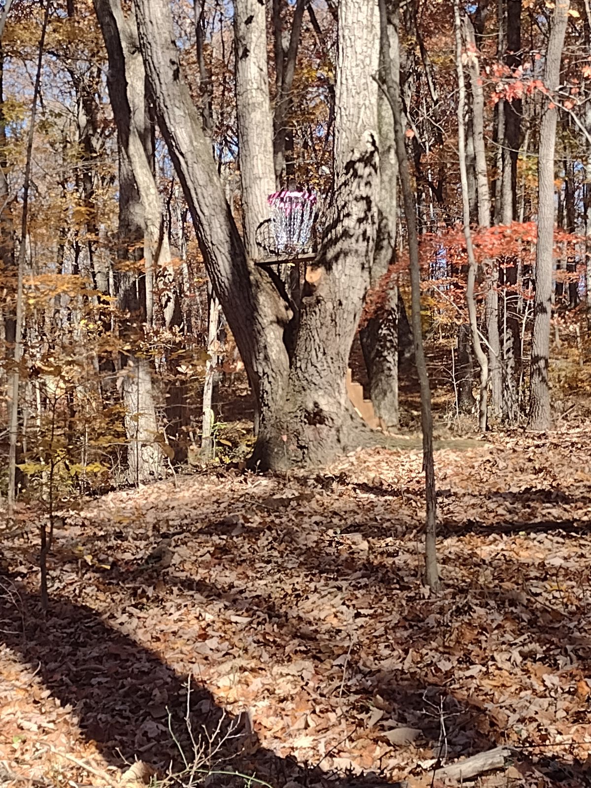 The tree hole