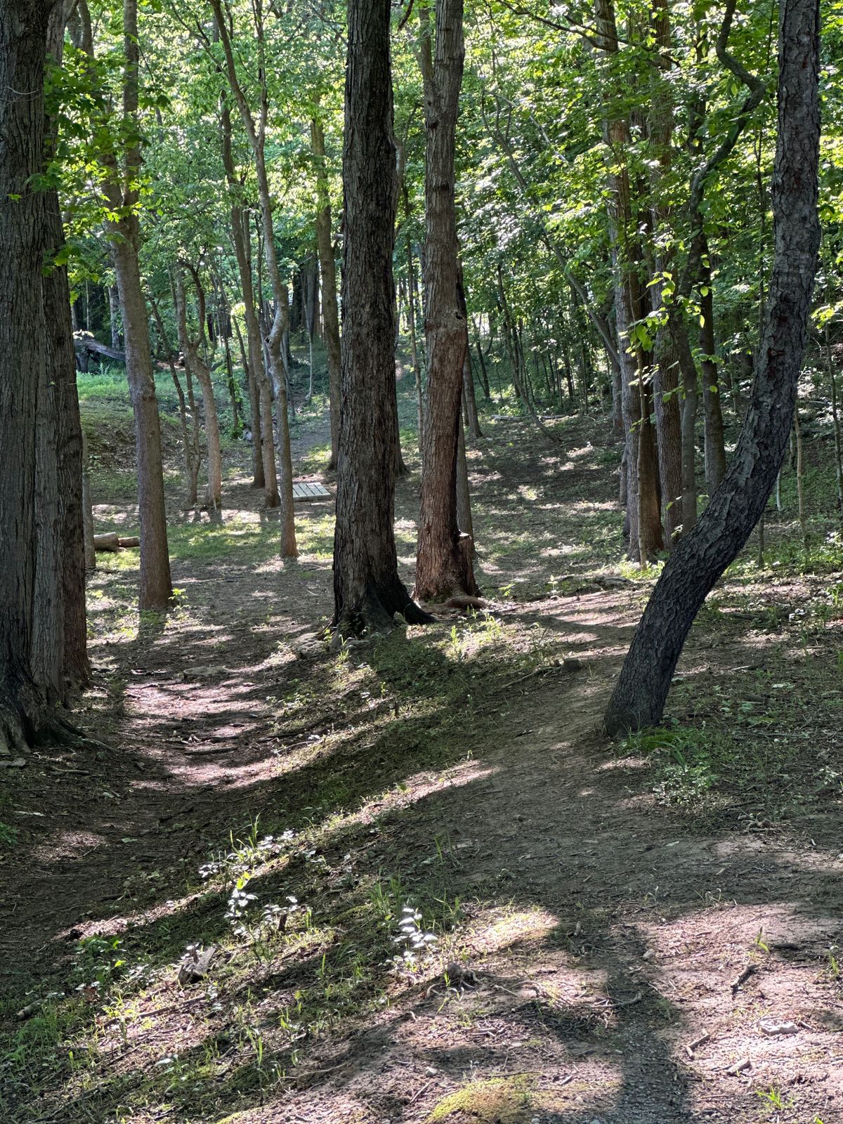 Hole 1 from Long Tee