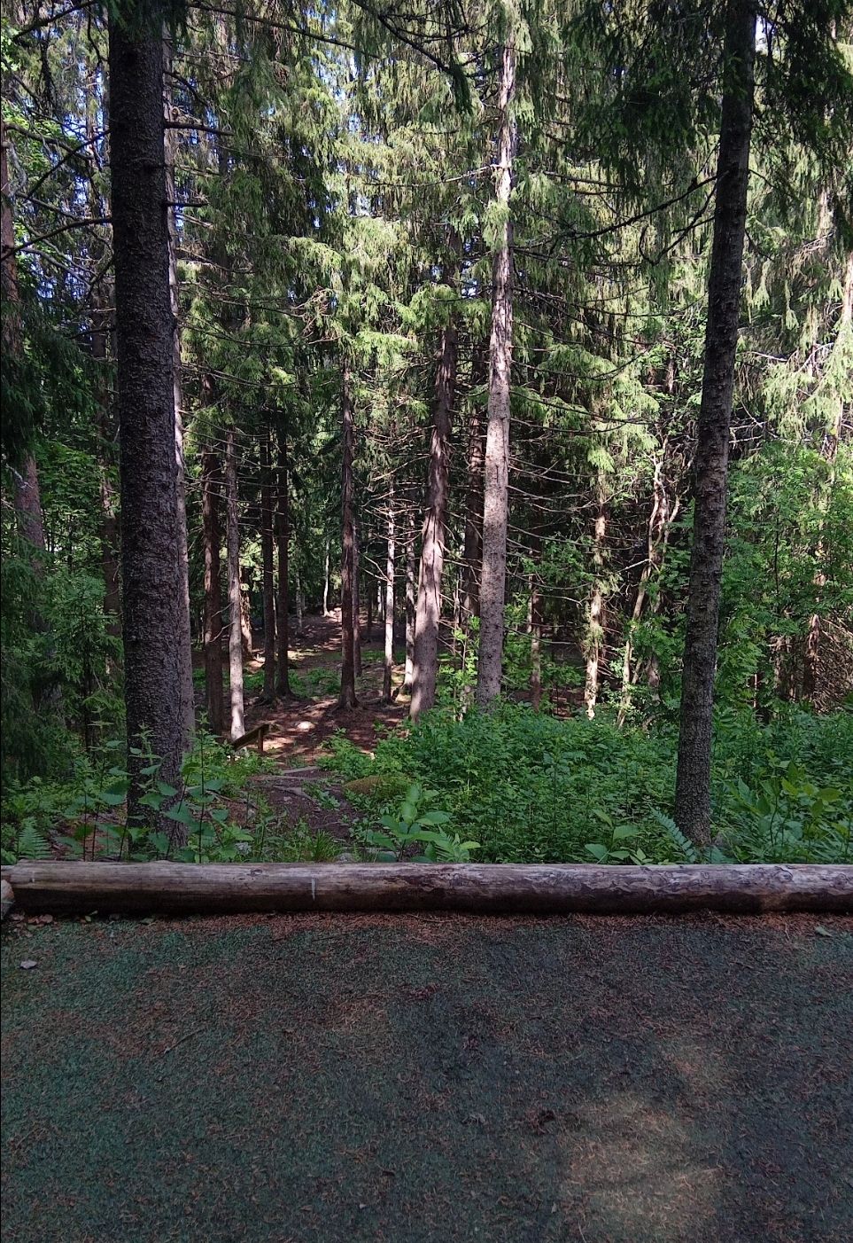 Forrest väylä 2