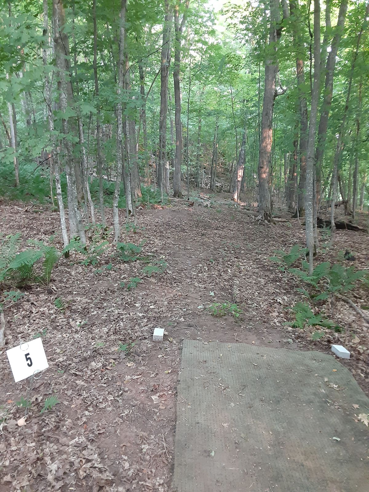 Hole 5 tee