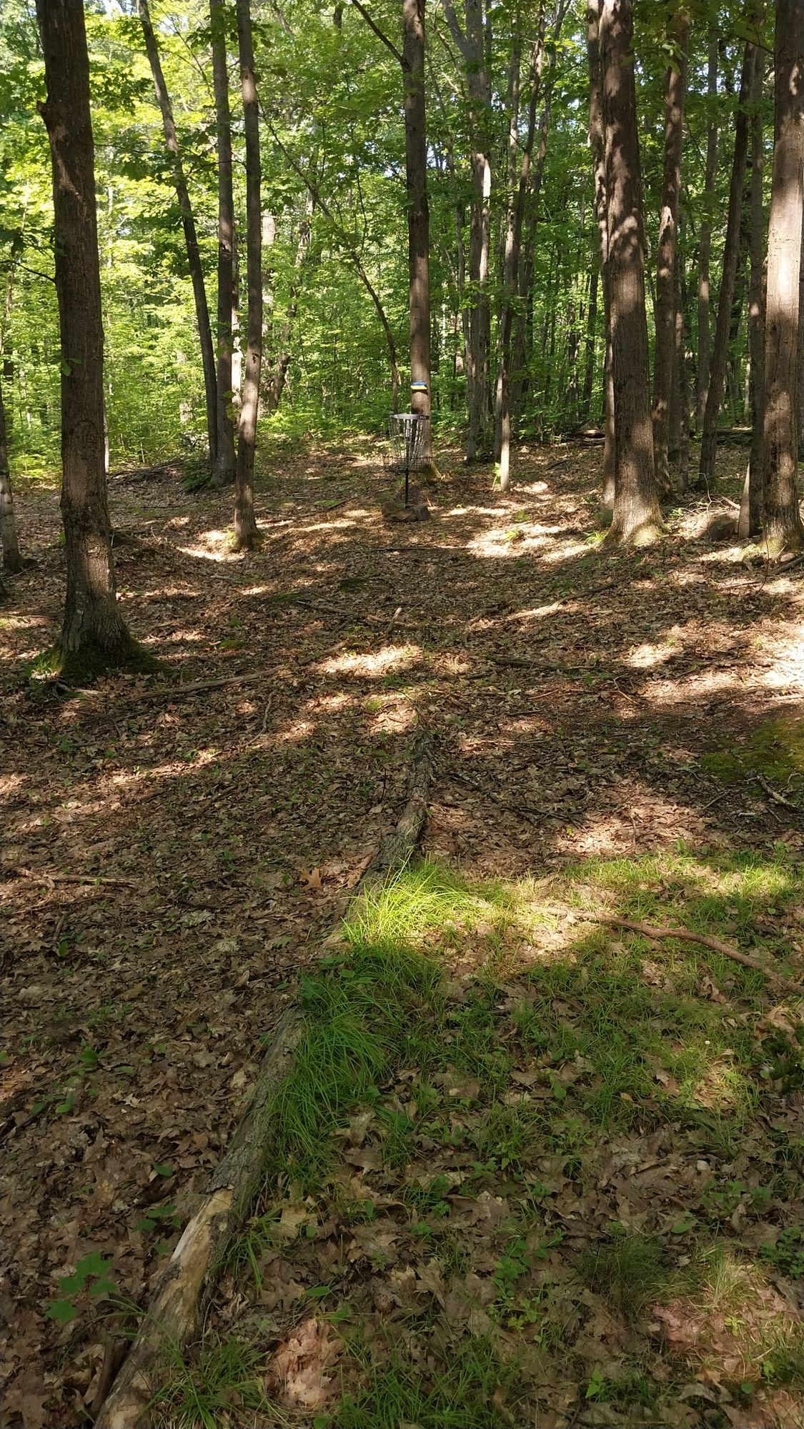 Hole 14 short