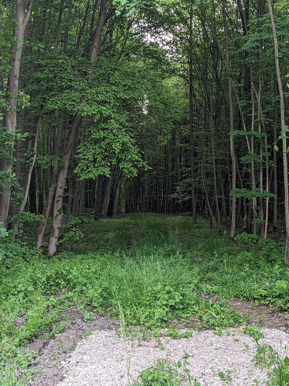 Hole 7