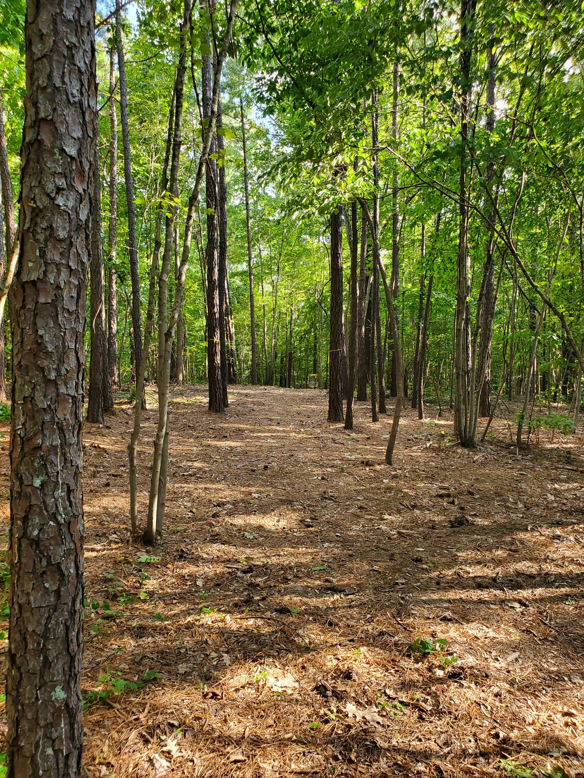 Hole 6 approach