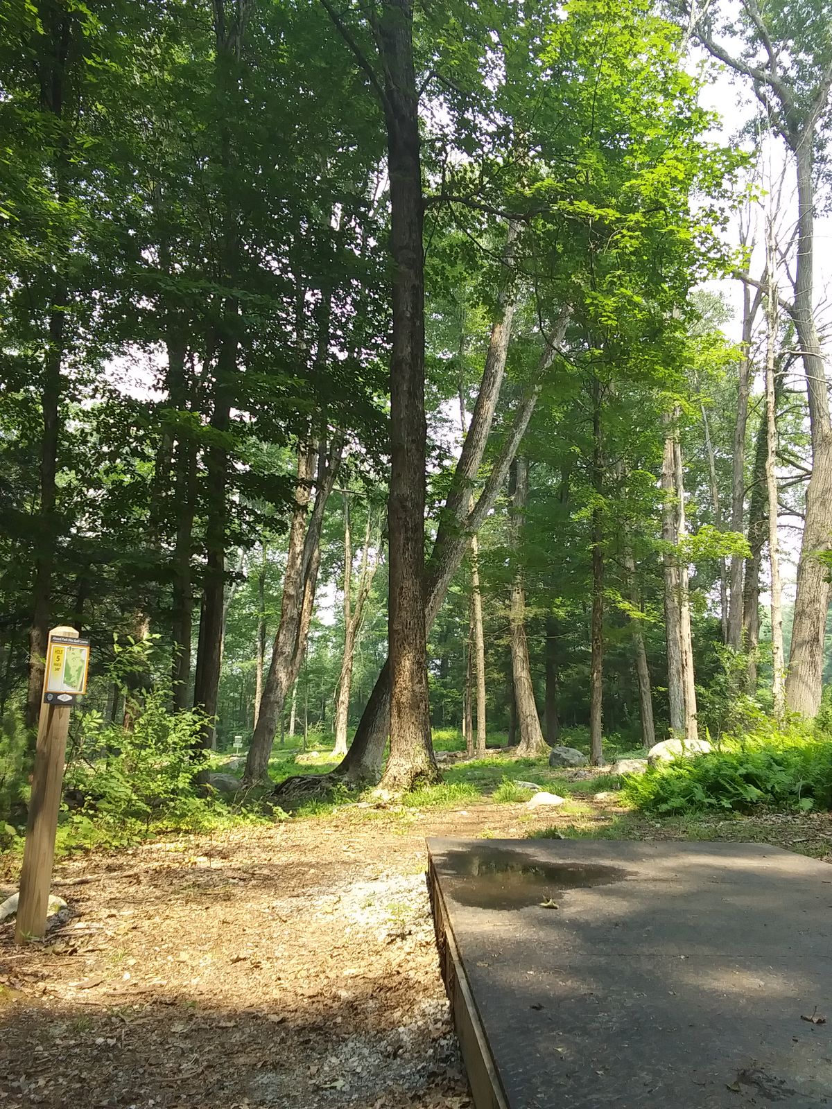 Hole 5 tee pad.