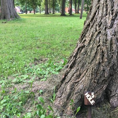 Hole 5 tee