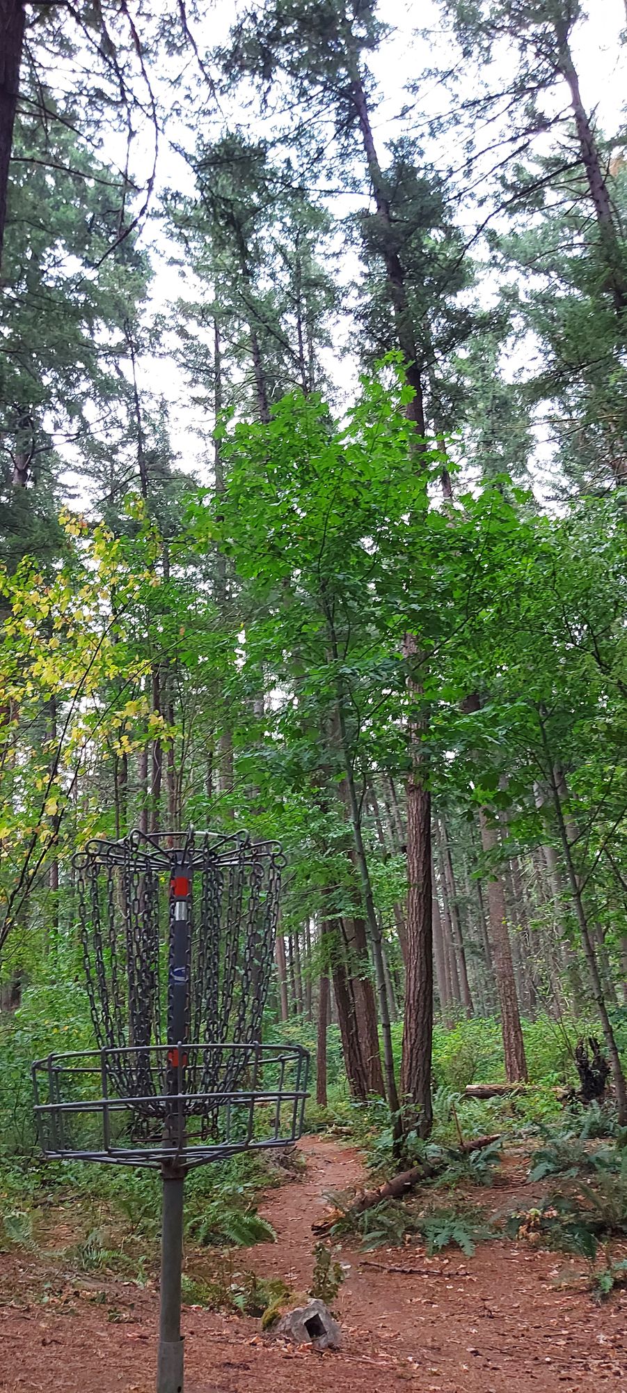 Putting on hole 4🪵🍀🌿🪵