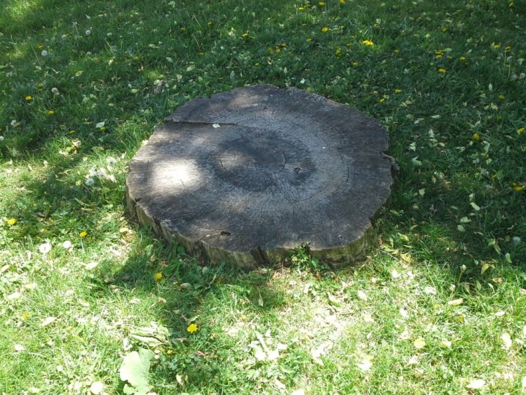 Tree stump