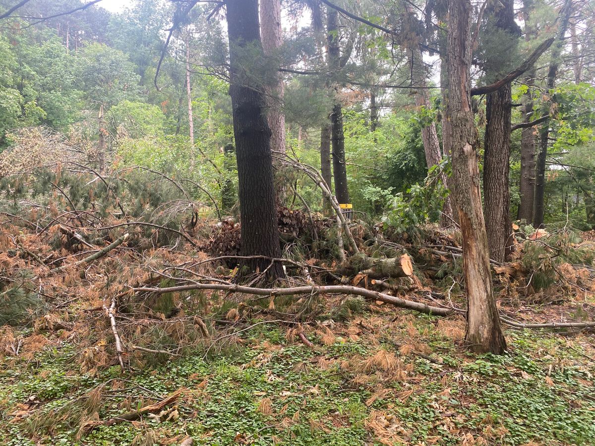 Hole 2’s basket surrounded by fallen trees.