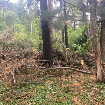 Hole 2’s basket surrounded by fallen trees.