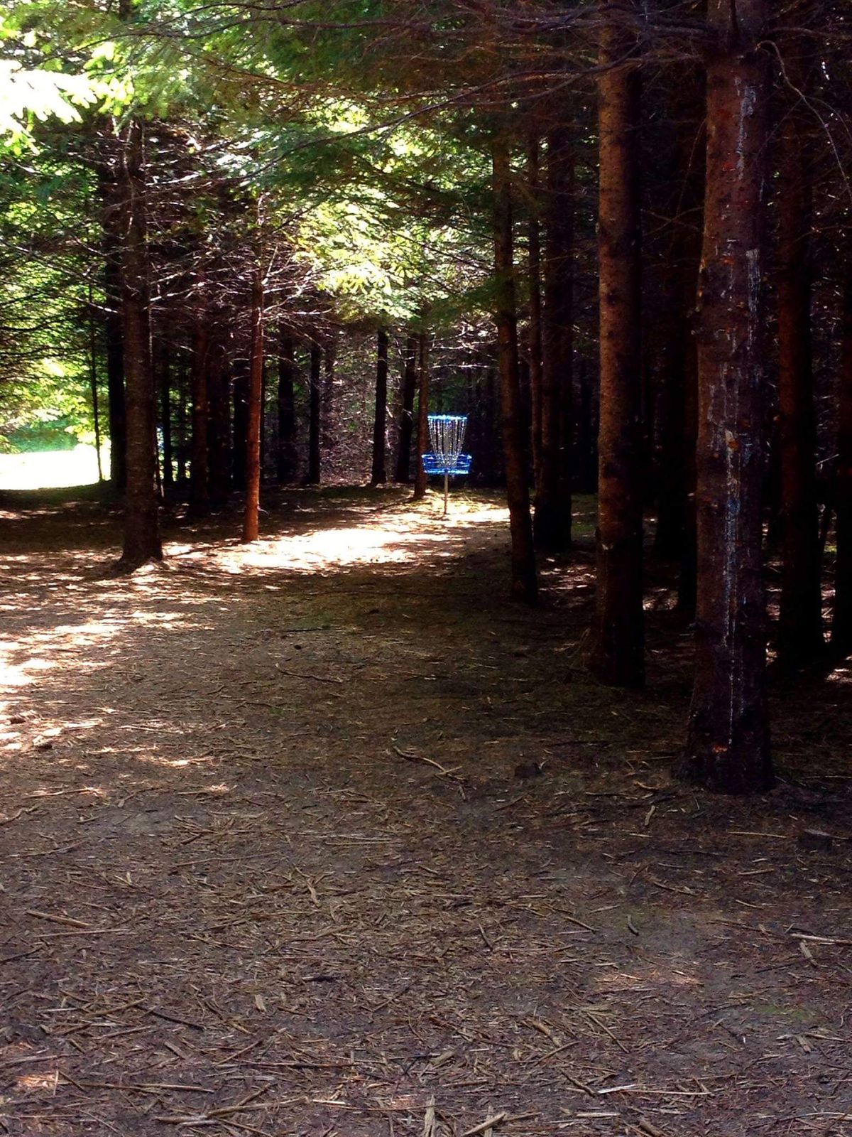The ever changing challenges of Buxton Woods