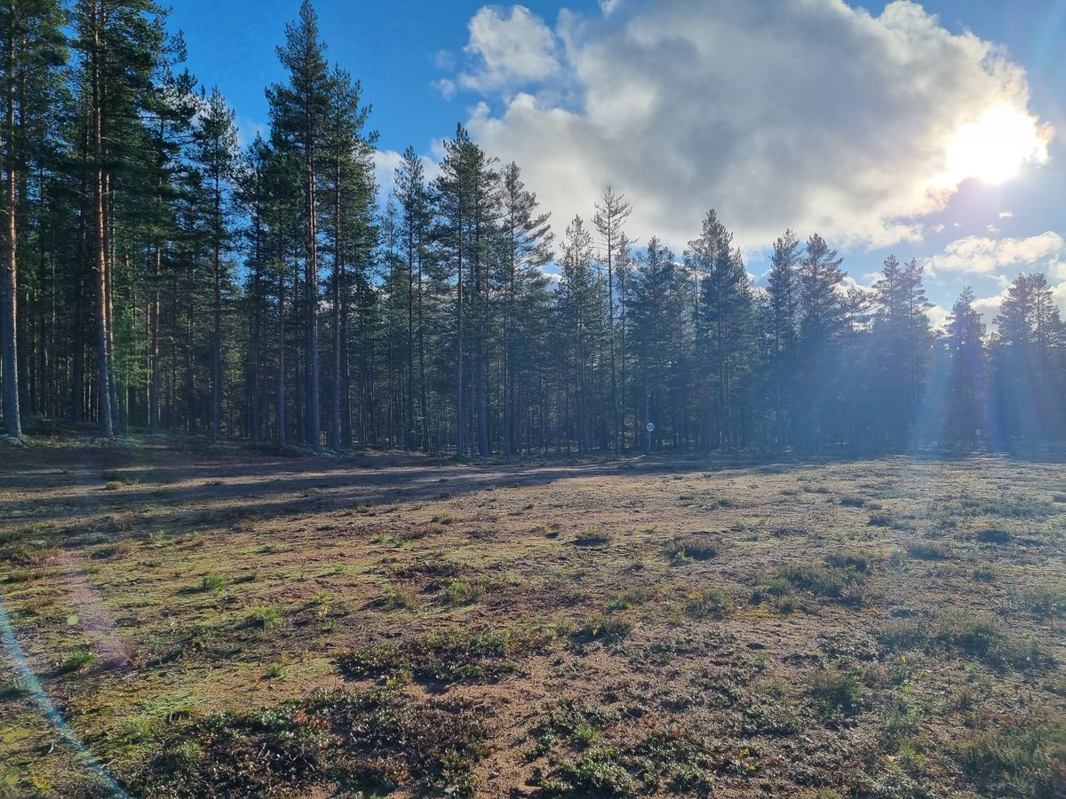 Väylä 8, kuvassa näkyy puussa valkoinen lätkä jonka oikealta puolen avautuu tunneli korille